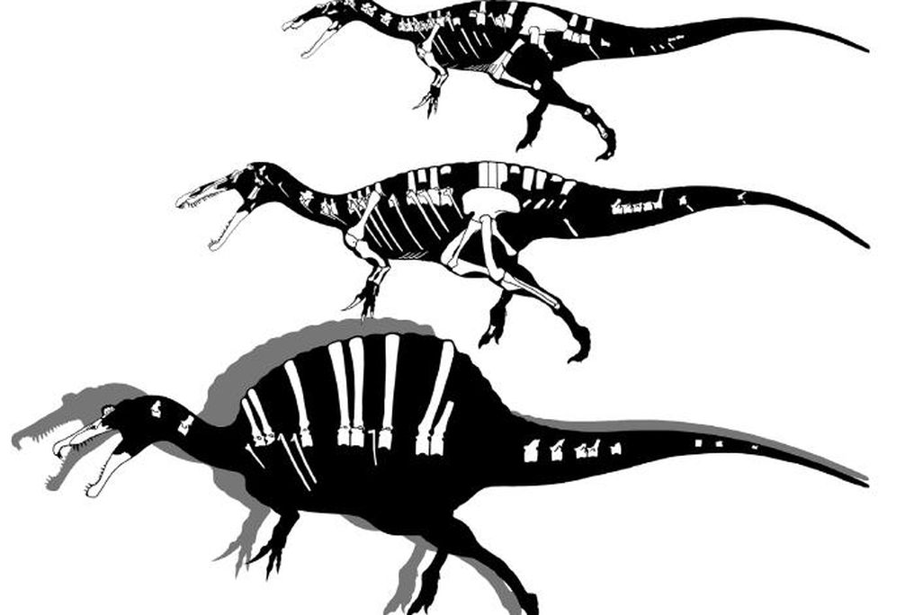 20110520083252spinosaurs-hartman.jpg