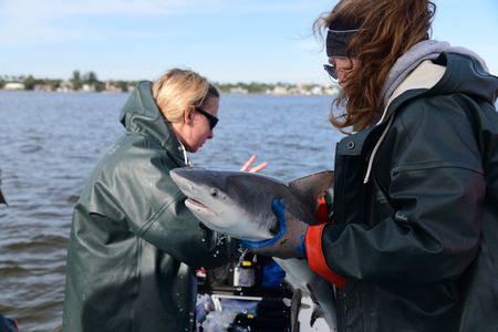 SERC interns Michelle Edwards (left) and Claire Mueller (right) get ready to release a tagged bull shark. (Credit: Jay Fleming/Smithsonian)