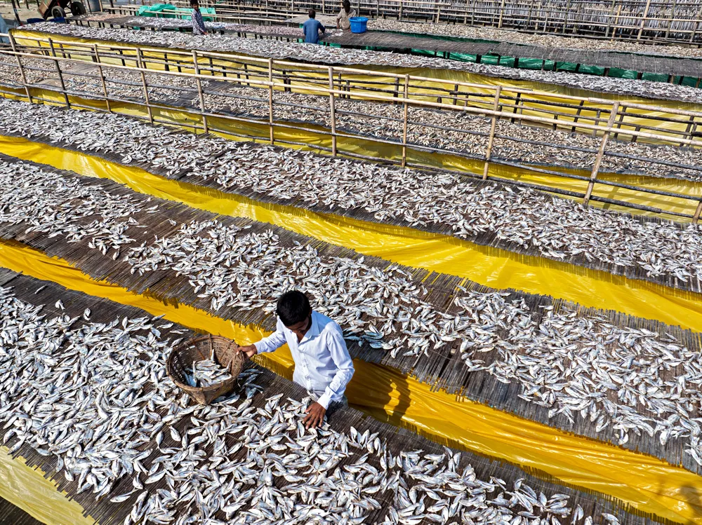 In the heart of the fishing community, fish are meticulously laid out under the sun to dry, a process known as "shutki polli." The scene captures the hardworking spirit of the people as they prepare dried fish, a staple of local cuisine and a time-honored tradition.
