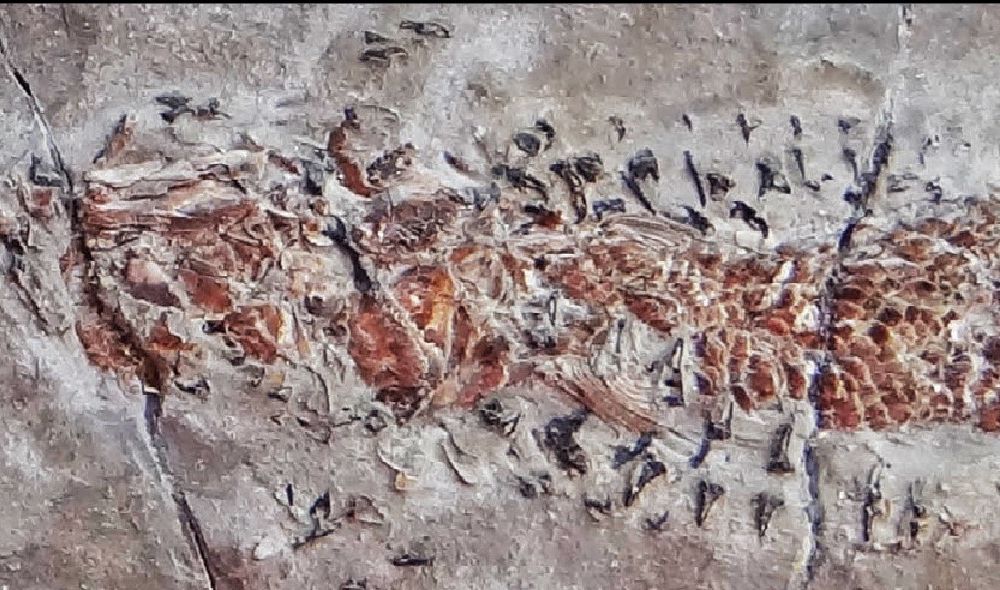 Fossil of squid-relative attacking a fish