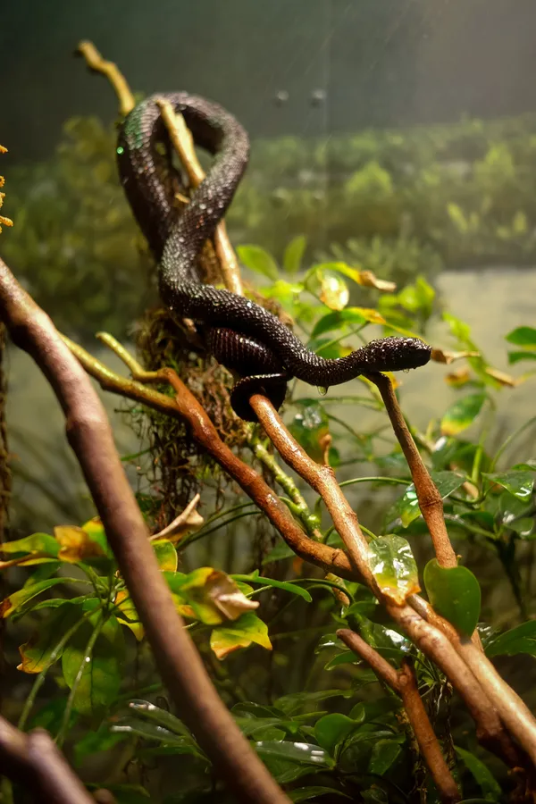 The Glistening Snake thumbnail