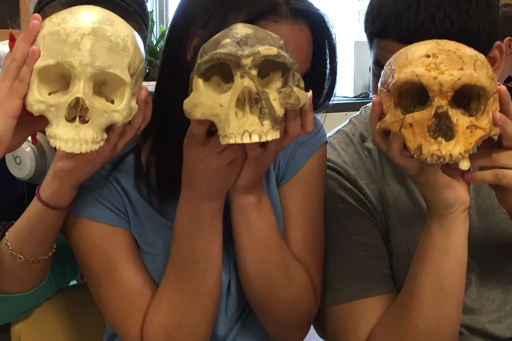 hominid evolution