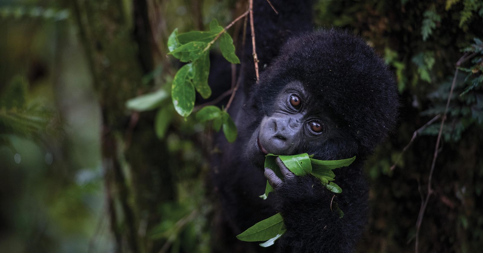 How Africa's Mountain Gorillas Staged a Comeback, Science