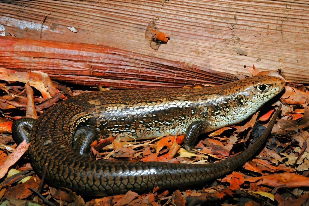 a skink on a pile of leaves