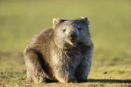 The "wombat walker" will "coax [the wombats] out of bed to get them moving" and "[motivate] them to complete their morning walks."