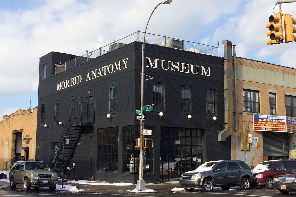 anatomy museum