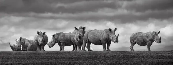 The Last Stand: 6 rhinos strike a statuesque pose thumbnail