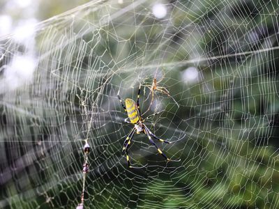 The three-inch Joros can weave their massive webs almost anywhere, including porches, gardens and mailboxes.