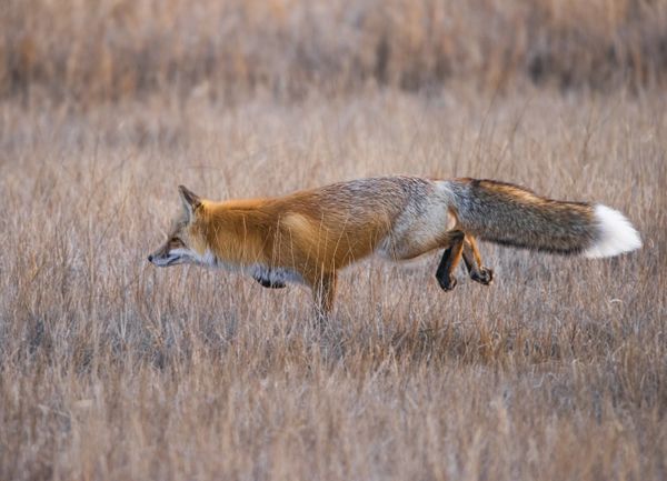 A Red Fox In Pursuit Of Breakfast thumbnail