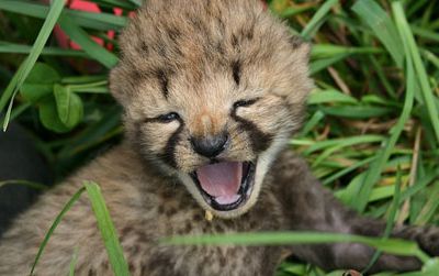 Cheetah cub at the Smithsonian Conservation Biology Institute