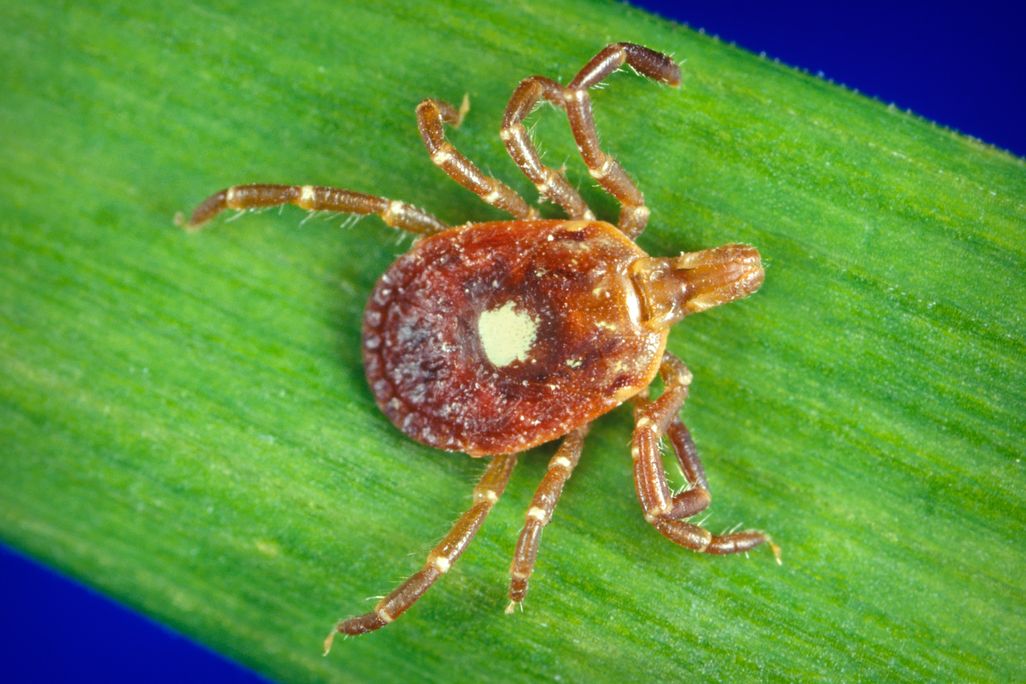 Lone start tick on green leaf