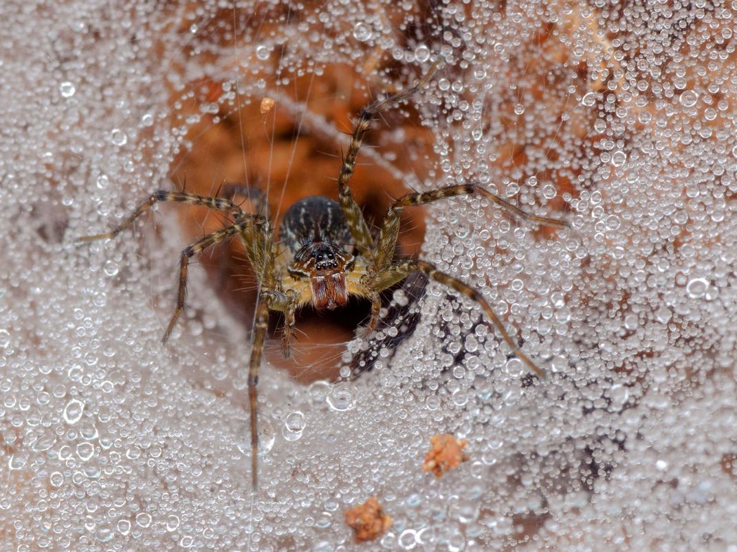 Young cupboard spiders sometimes turn cannibal and eat their