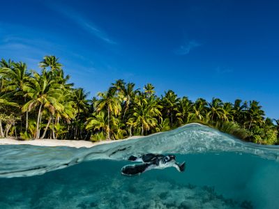 Tetiaroa is a haven for wildlife, including sea turtles, crabs, seabirds, sharks, coral and fish.
