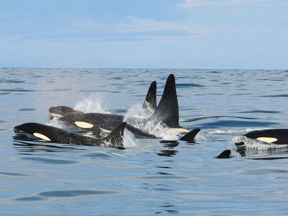 Killer Whales Swim Off Iceland