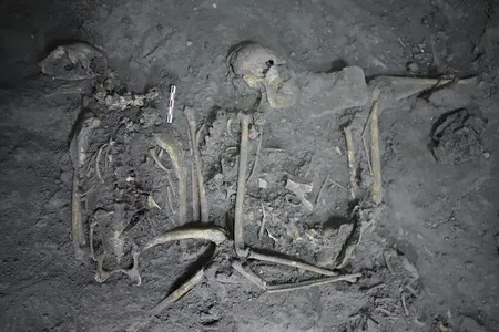 The monkey&#39;s skeletal remains