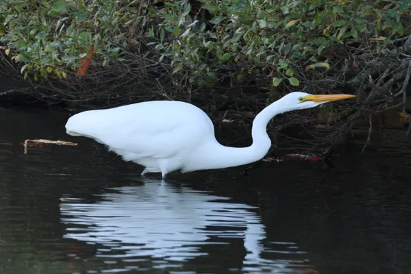 Eastern great egret in the water on a cold day. thumbnail