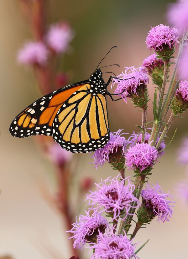 Monarch butterfly on blazing star thumbnail