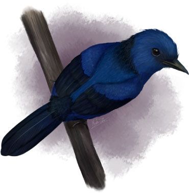 Scientists Identify Blue Hues in Fossilized Bird Feathers for the First Time