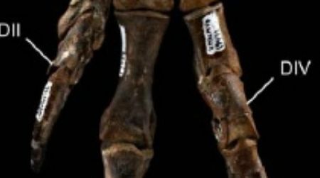 The articulated foot of Talos sampsoni. The second toe (DII) bore a retractable sickle claw