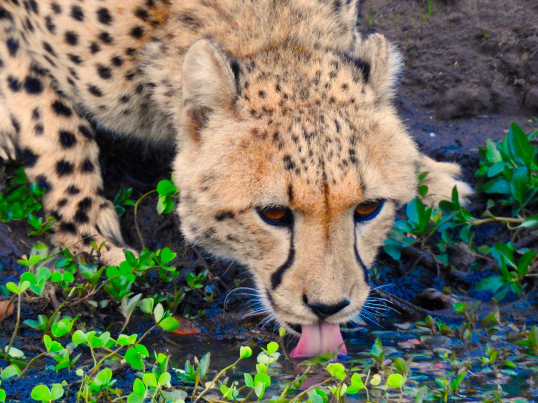Thirsty Cheetah | Smithsonian Photo Contest | Smithsonian Magazine