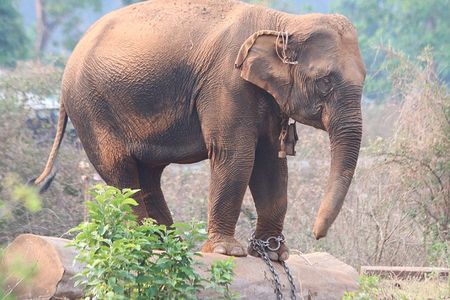 Wild-caught elephants live shorter lives and reproduce poorly in captivity