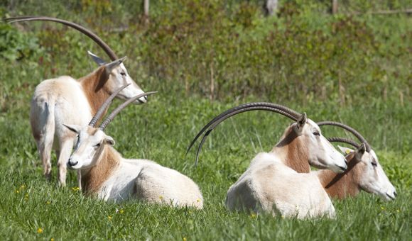 Scimitar Horned Oryx