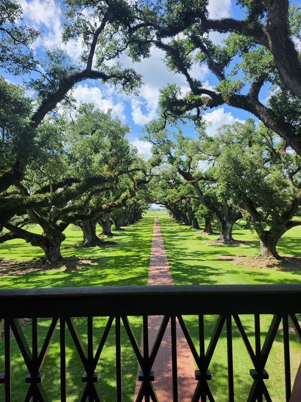 Long walkway under beautiful trees thumbnail