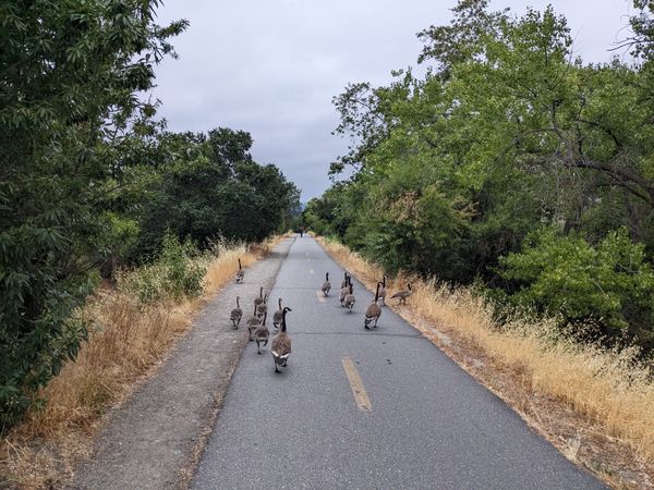 Gosling March on the Los Gatos Creek Trail thumbnail