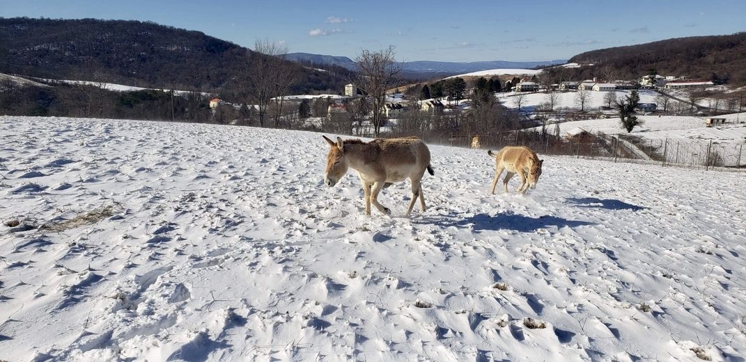 Two Persian onagers gallop through a snow-covered pasture in January at the Smithsonian Conservation Biology Institute in Front Royal, Virginia.