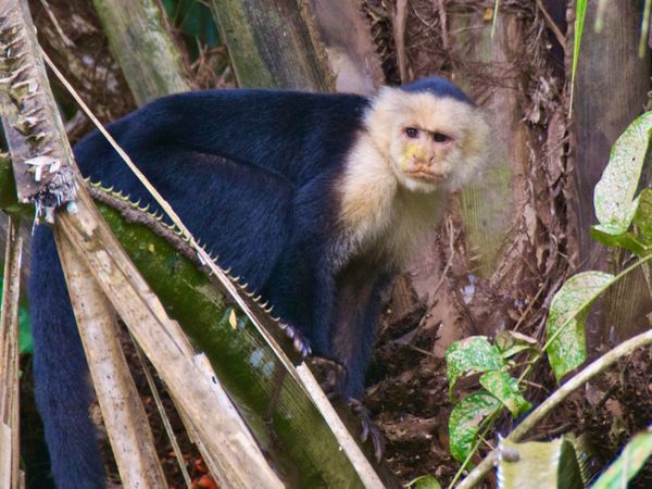 White-faced Capuchin Monkey thumbnail