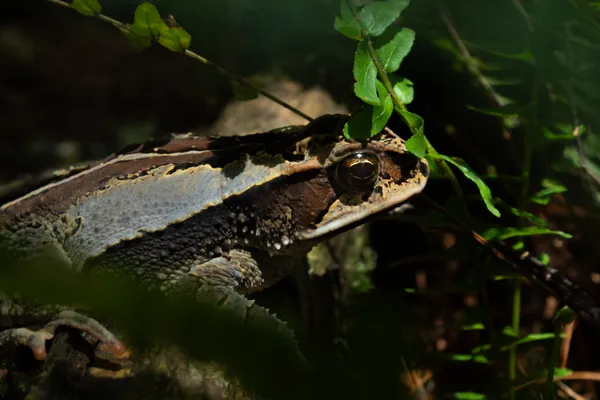 Hidden in a fern forest thumbnail