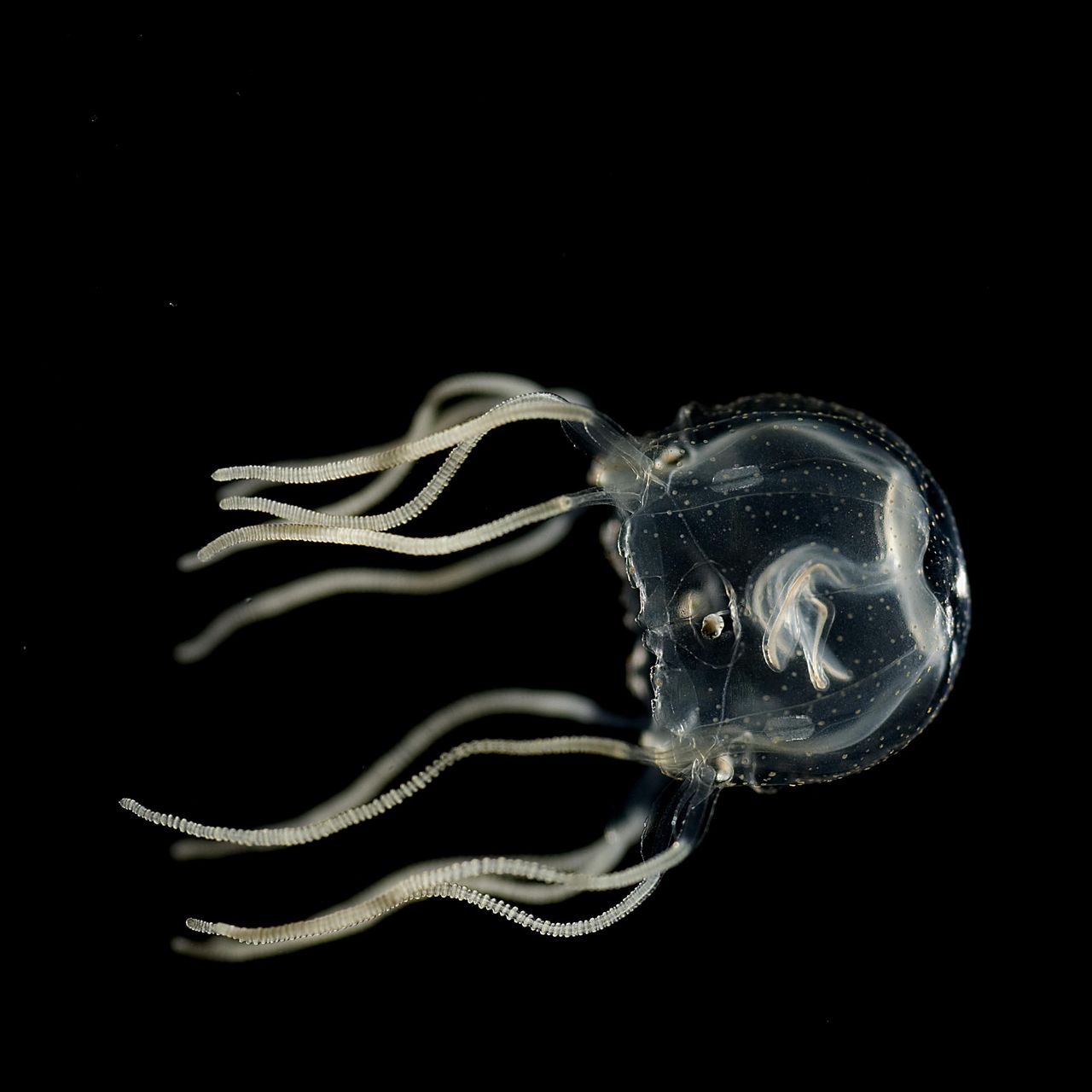 a_caribbean_box_jellyfish_cred