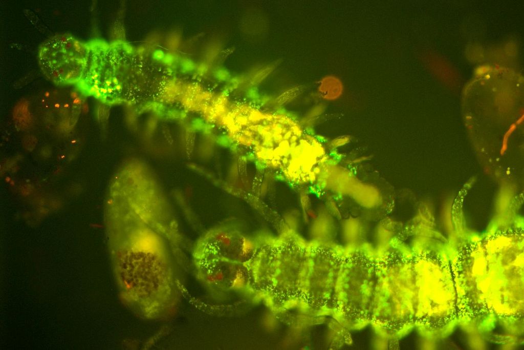 siocomm_R_Deheyn-Biolum-Worm09_023.jpg