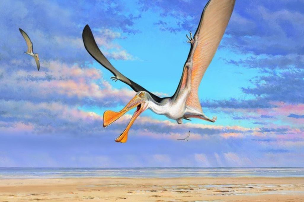 flying pterosaur