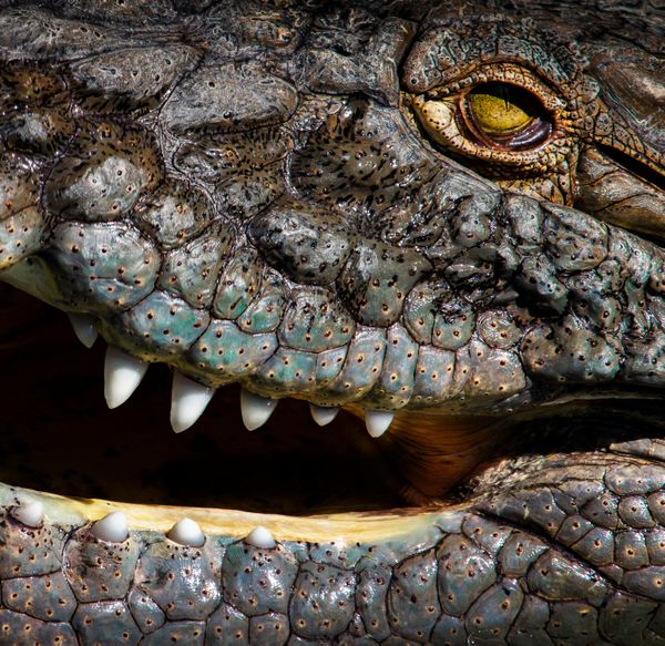 Nile Crocodile thumbnail