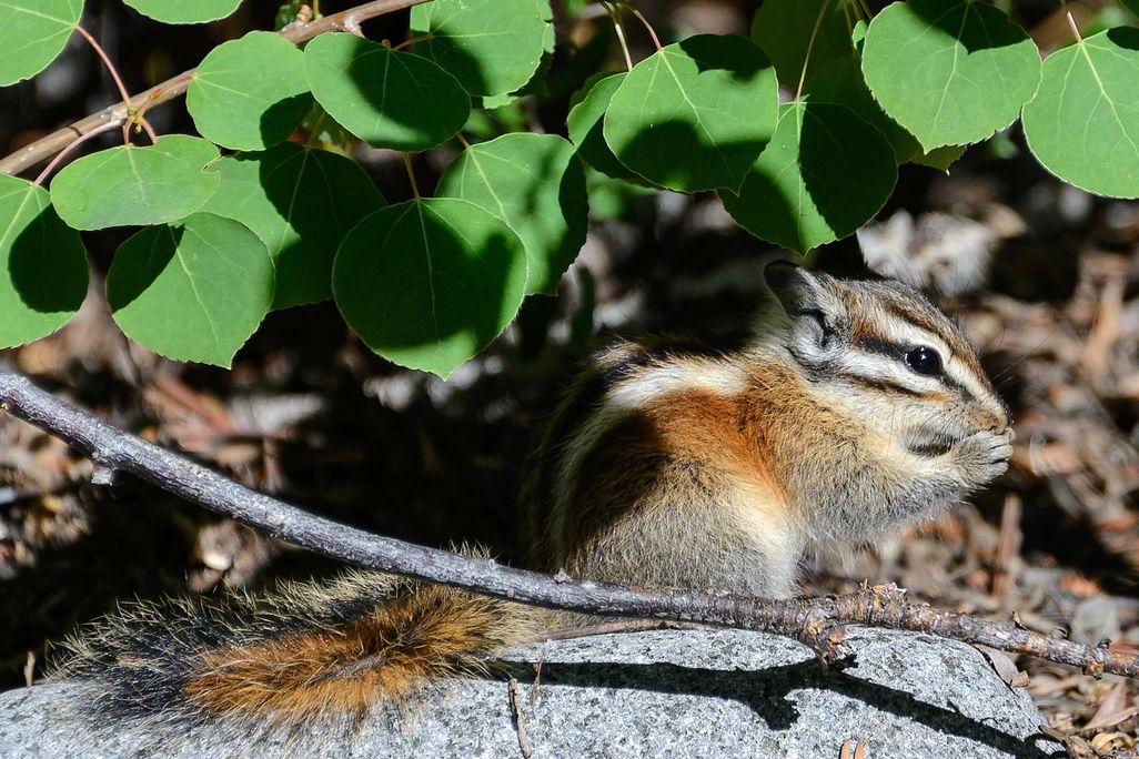 A lodgepole chipmunk sitting under a vine of leaves. 