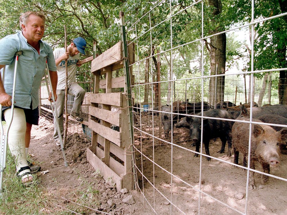 Rancher tends to feral hogs