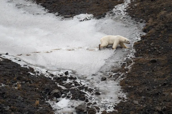 Walking bear thumbnail