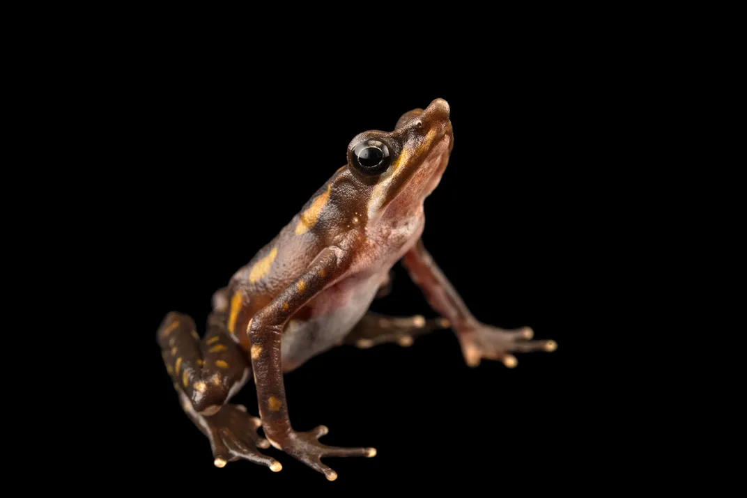 a brown frog with yellow spots on its back looks up and to the right