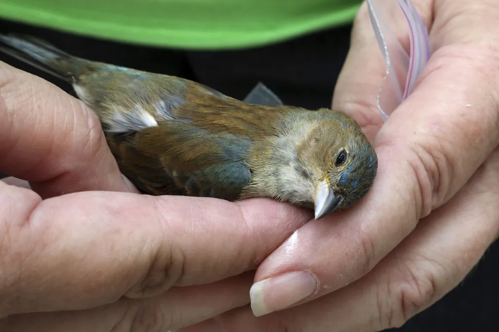 A small dead bird in a person's hands