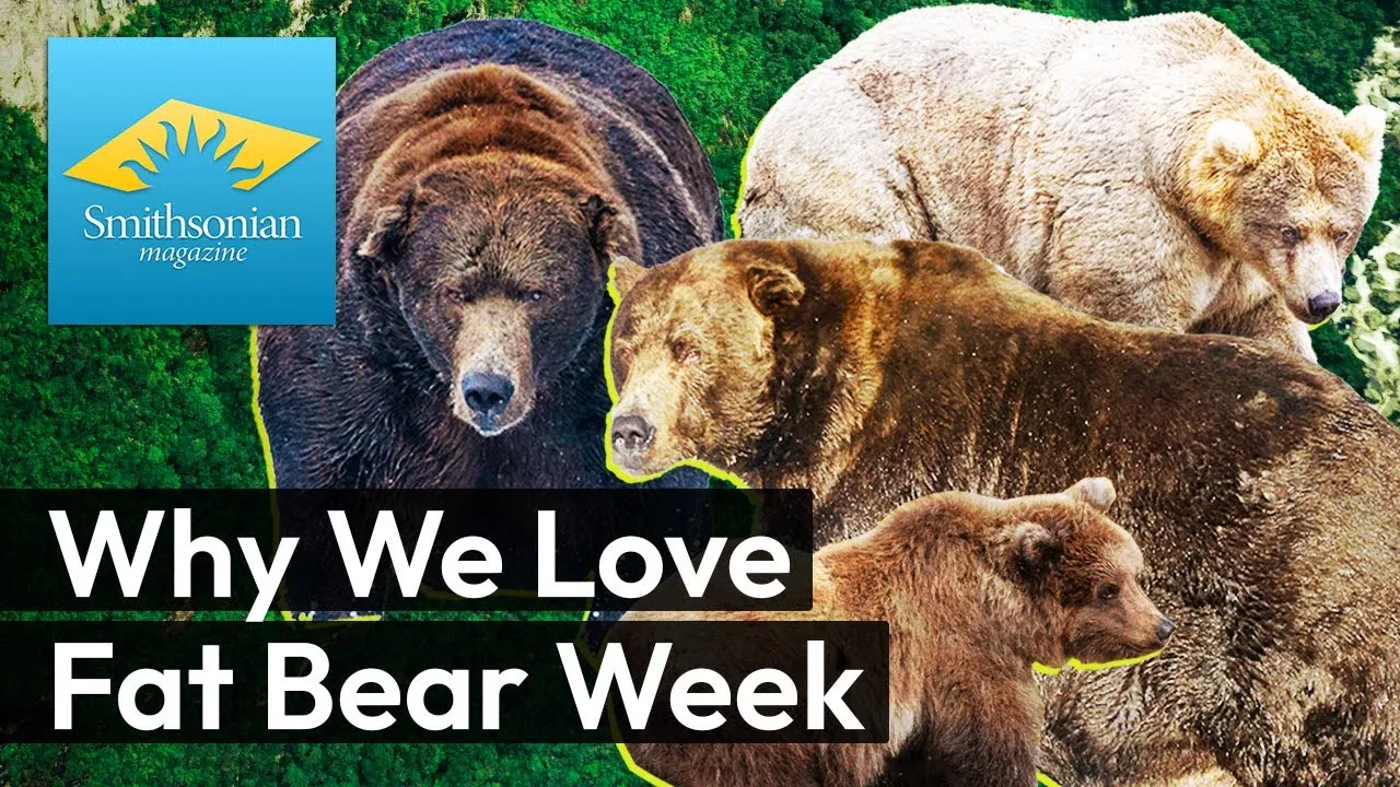 Preview thumbnail for The Wildest Reality Show in Alaska Is Fat Bear Week