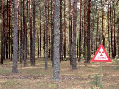 A radioactive forest in Chernobyl. 