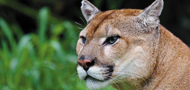 Florida panther