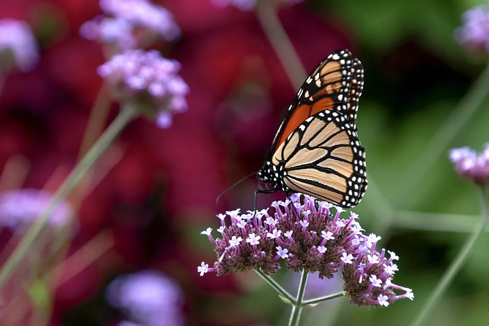 a monarch butterfly on small purple flowers