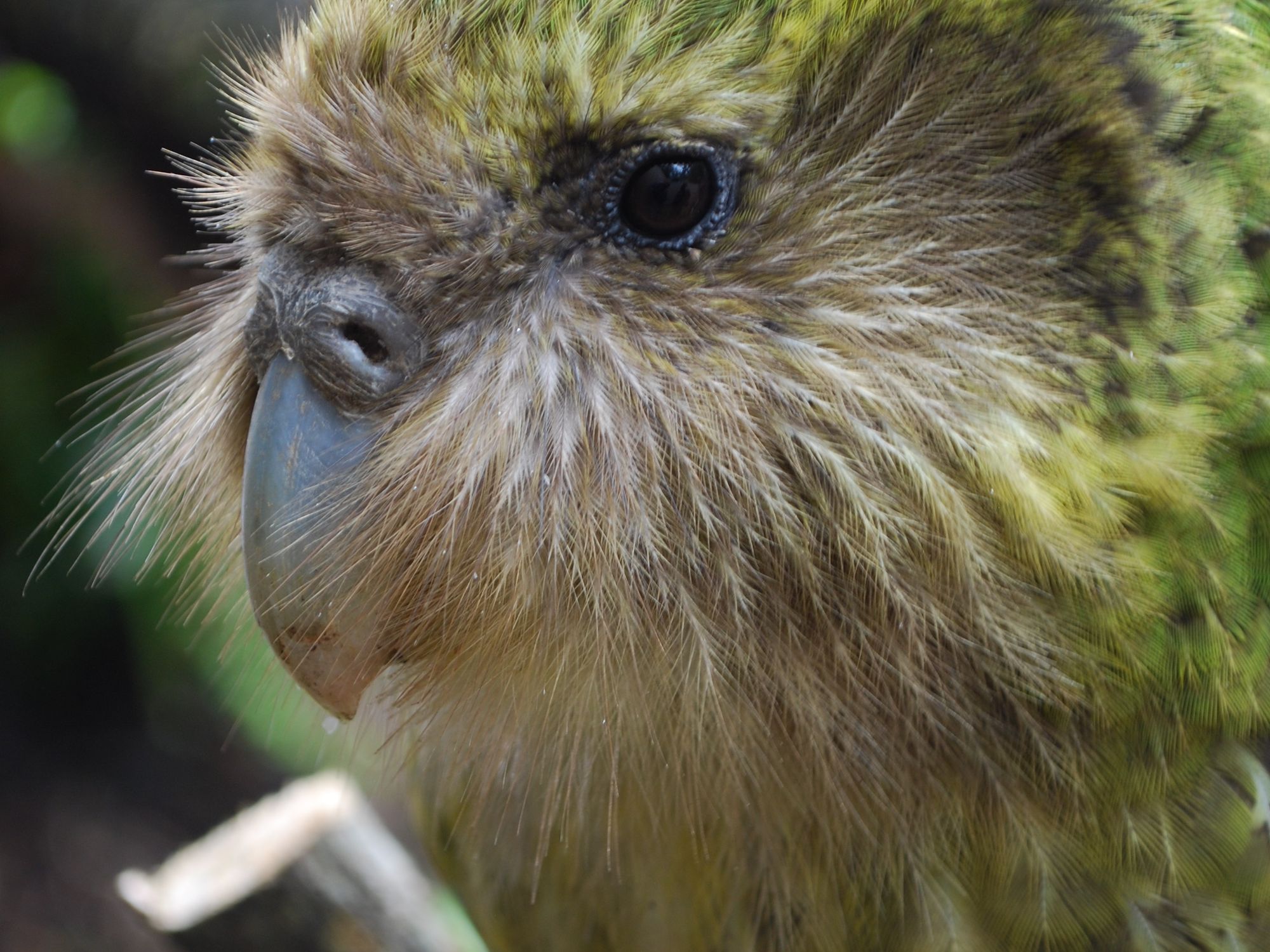 Seduced By a Rare Parrot