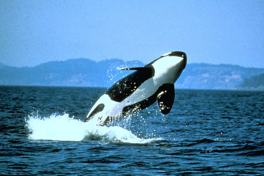 1024px-Anim1110_-_Flickr_-_NOAA_Photo_Library.jpg