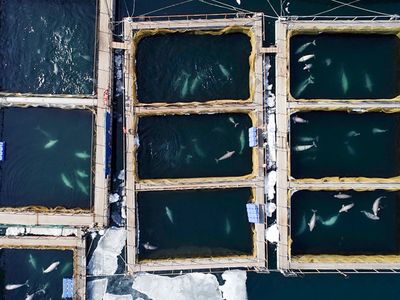 Pools where 11 orcas and 90 belugas—all caught illegally—were kept, in Srednyaya Bay near the city of Nakhodka in Russia's Far East, according to Getty. The whale were going to be sold to Chinese amusement parks.