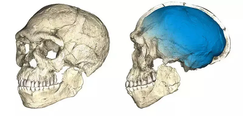 Two views of a reconstruction of an early human skull