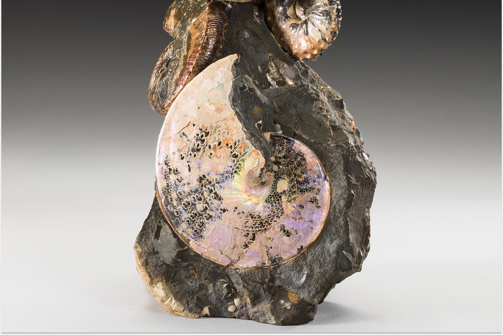 cropped image of South Dakota ammonite