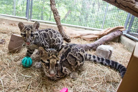 The cubs are a male named Paitoon and a female named Jilian. They were born April 29 and March 24, respectively, at the Nashville Zoo. 